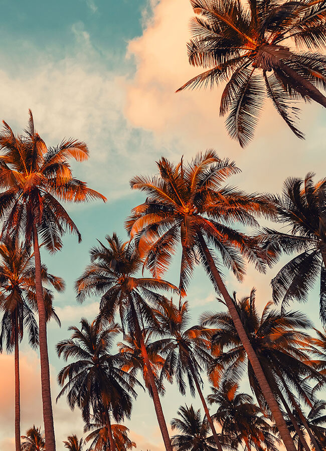 palm trees and bright blue sky near southern california beach