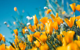 yellow flowers in a memorial garden against a blue sky